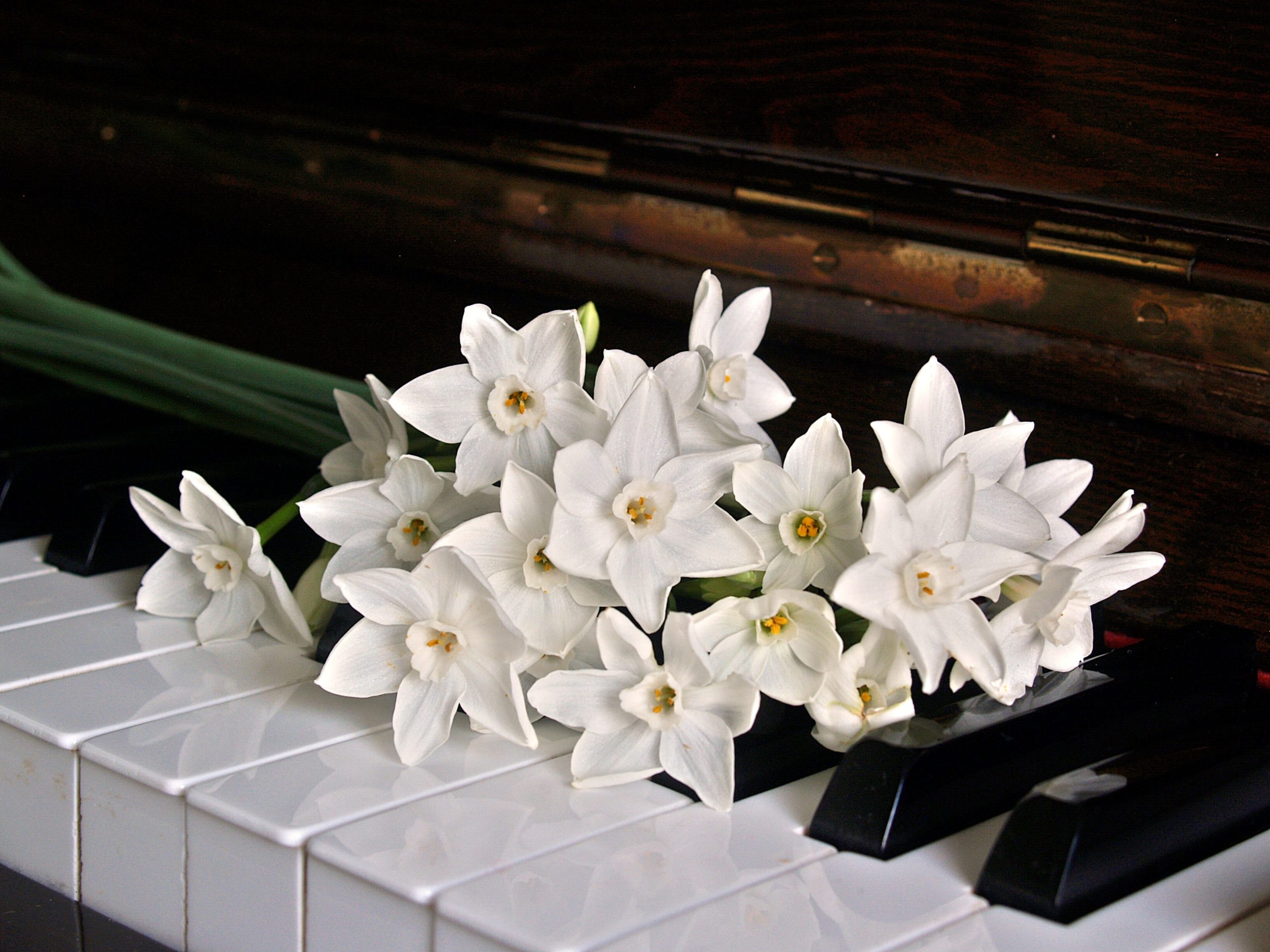 Luxury wedding pianist performing live in Rochester and Finger Lakes NY